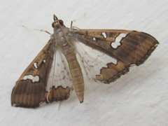 Maruca vitrata