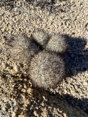 Escobaria alversonii