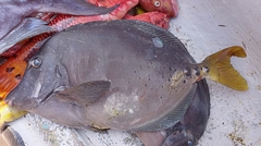 Prionurus laticlavius