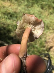 Calocybe carnea