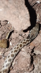 Hypsiglena chlorophaea