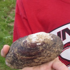 Uniomerus tetralasmus