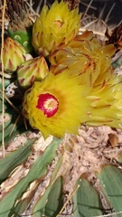 Ferocactus emoryi emoryi