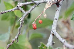 Celtis reticulata