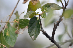 Celtis reticulata