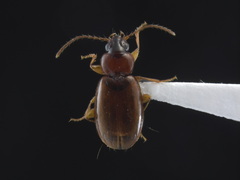 Trechus quadristriatus