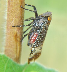 Alaruasa lepida