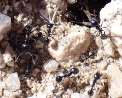 Veromessor pergandei