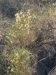 Lepidospartum squamatum