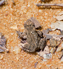 Rhinella icterica