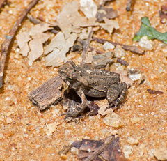 Rhinella icterica