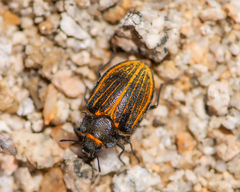 Geoborus rugipennis
