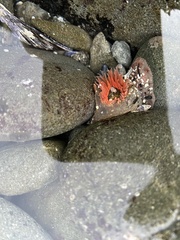 Anthopleura artemisia