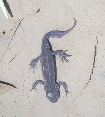 Cynops pyrrhogaster