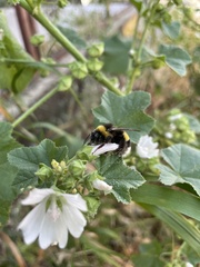 Bombus terrestris