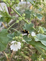 Bombus terrestris