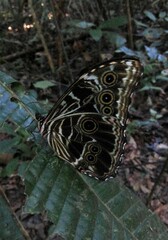 Morpho deidamia