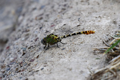 Erpetogomphus