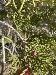 Walshomyia juniperina