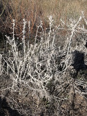 Tetradymia comosa