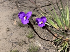 Patersonia occidentalis occidentalis
