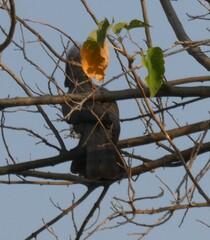 Corythaixoides concolor