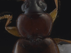 Trechus quadristriatus