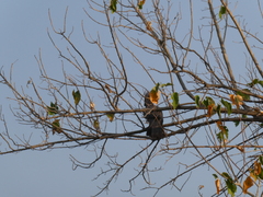 Corythaixoides concolor