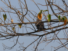 Corythaixoides concolor