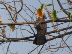 Corythaixoides concolor