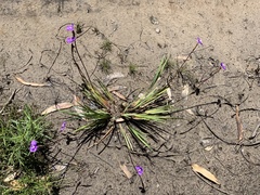 Patersonia occidentalis occidentalis
