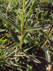 Chaetogastra gracilis