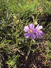 Chaetogastra gracilis