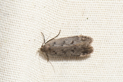 Anacampsis innocuella