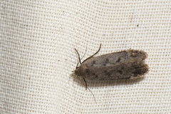 Anacampsis innocuella