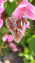 Anteros carausius carausius