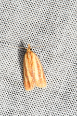 Sparganothis tristriata