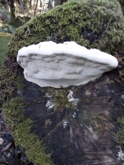 Fuscopostia fragilis