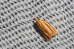 Sparganothis tristriata