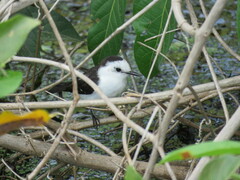 Fluvicola albiventer