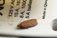 Dichomeris ventrellus