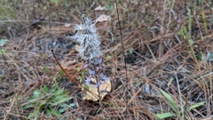 Liatris hesperelegans