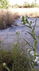 Pseudognaphalium macounii