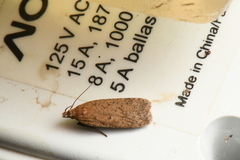 Dichomeris ventrellus