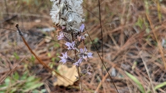 Liatris hesperelegans