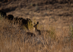 Oreotragus oreotragus