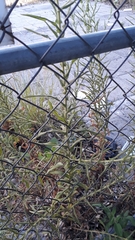 Pseudognaphalium macounii