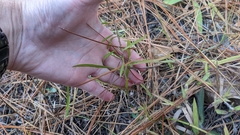 Liatris hesperelegans