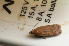 Dichomeris ventrellus