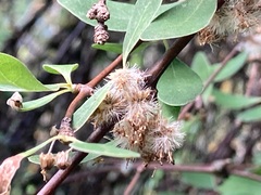 Olearia hectorii